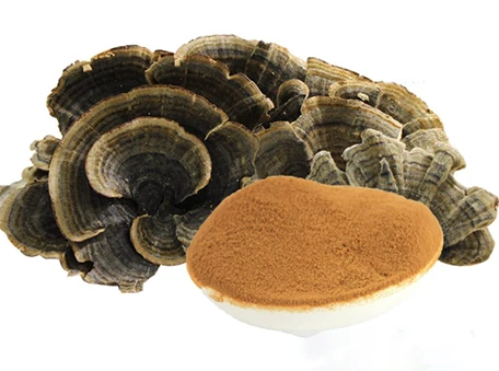 Turkey tail mushroom extract-HJHERB