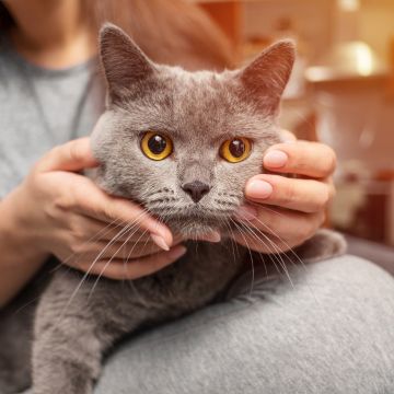 A klorogénsav legjobb hatásai a bőrre